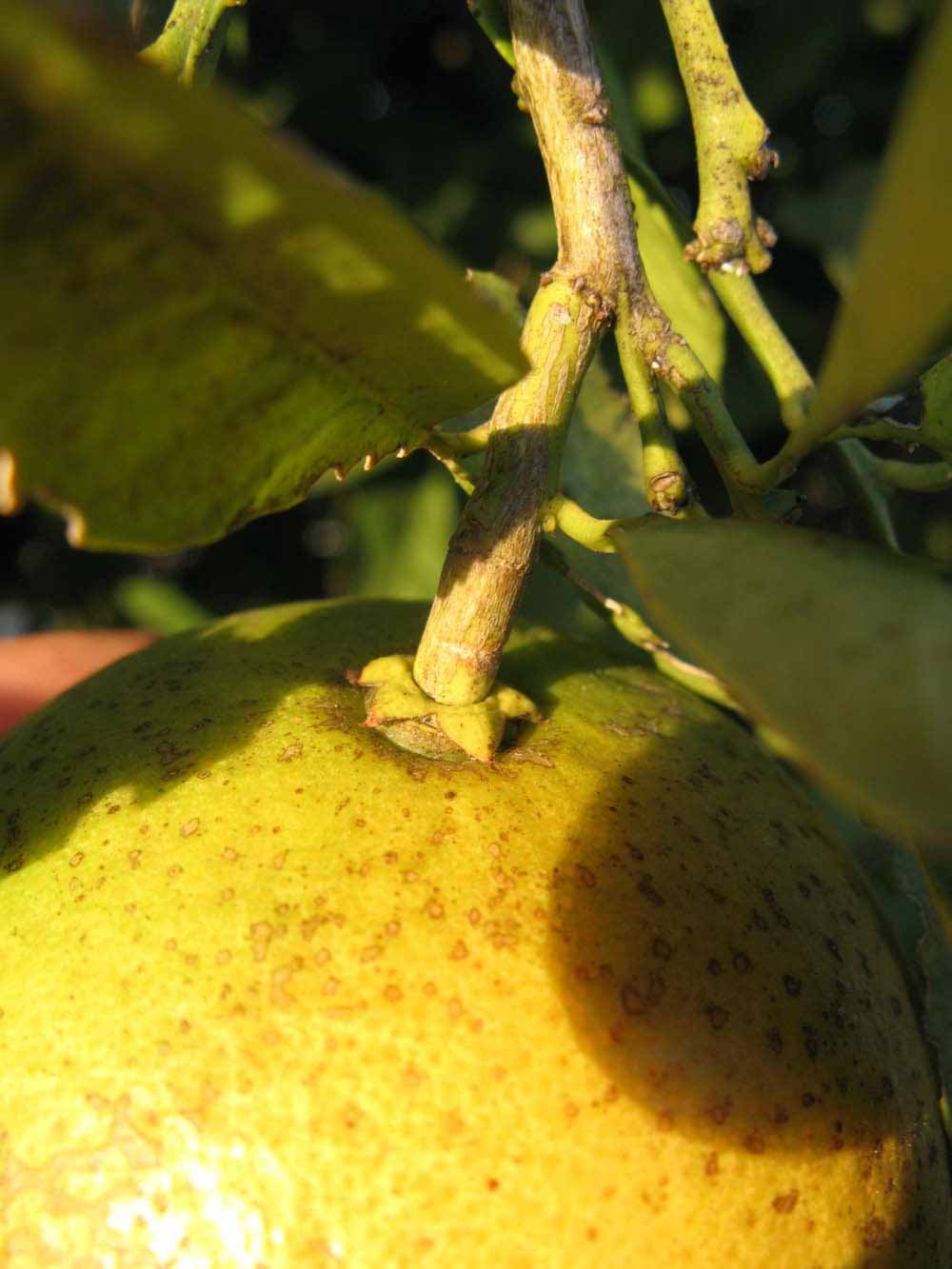              Fruit (Winter Haven, FL)       